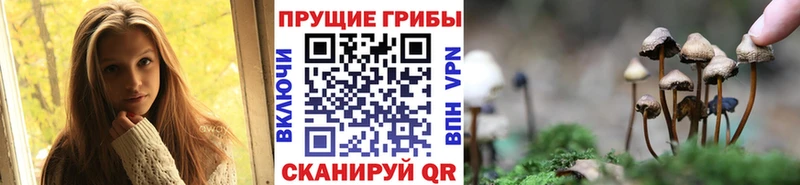 Галлюциногенные грибы Psilocybe  Озёрск 